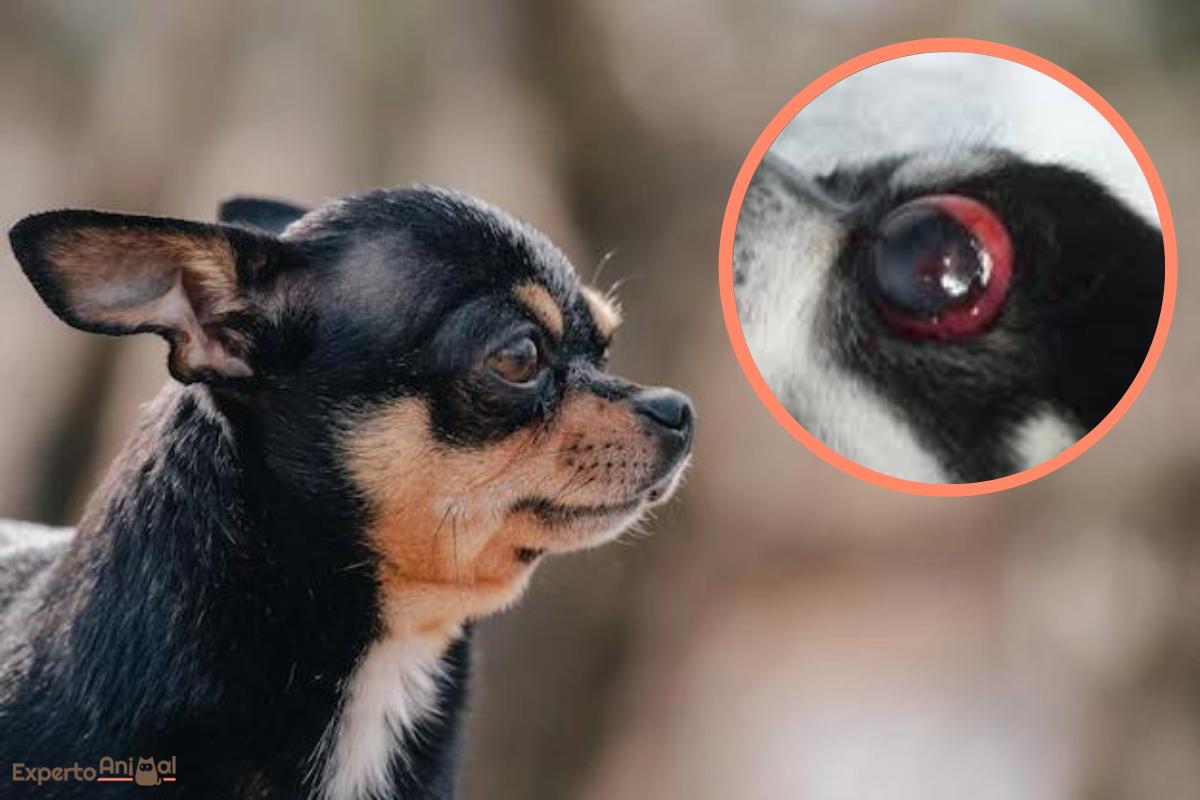 Proptosis ocular en el perro - Tratamiento, causas y recuperación