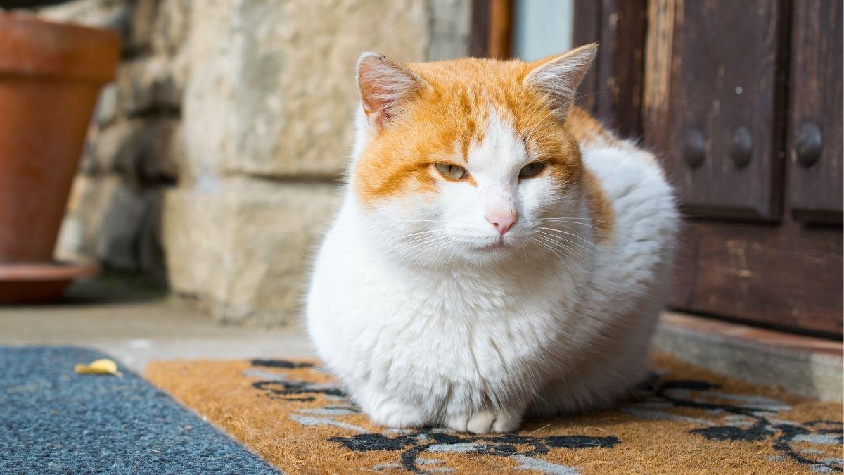 Ya es oficial: multas de hasta 10.000 euros por dejar a tu gato suelto, según la Ley de Bienestar Animal