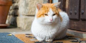 Ya es oficial: multas de hasta 10.000 euros por dejar a tu gato suelto, según la Ley de Bienestar Animal