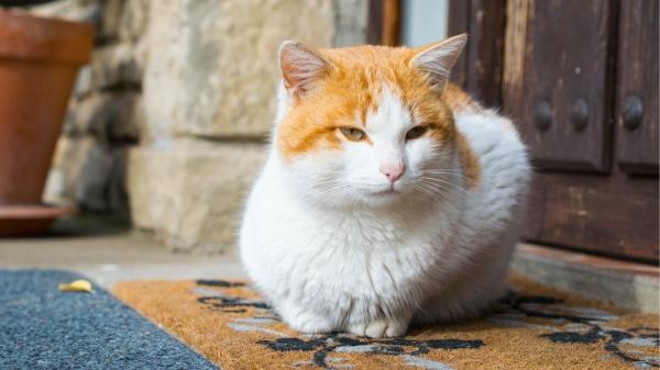 Ya es oficial: multas de hasta 10.000 euros por dejar a tu gato suelto, según la Ley de Bienestar Animal