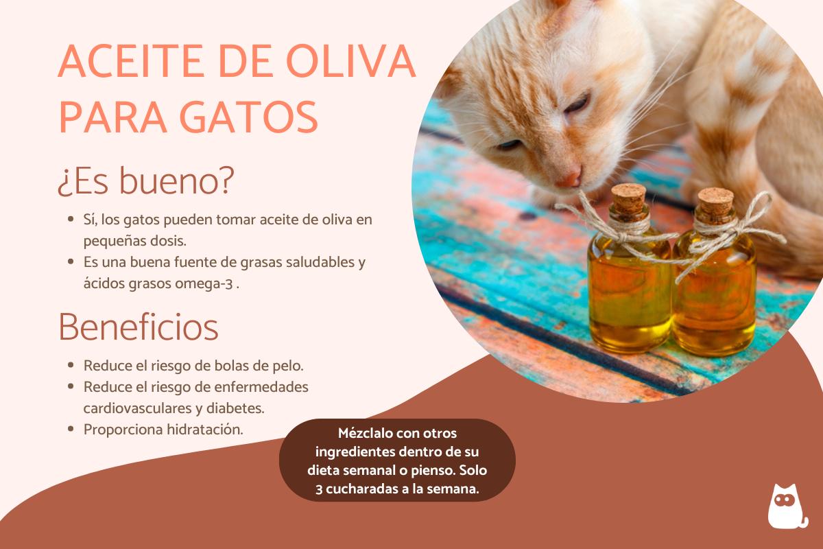Aceite de oliva para los gatos - Beneficios, propiedades y dosis