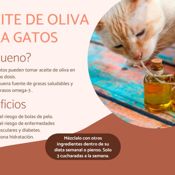 aceite de oliva para los gatos beneficios propiedades y dosis 22107 600 square