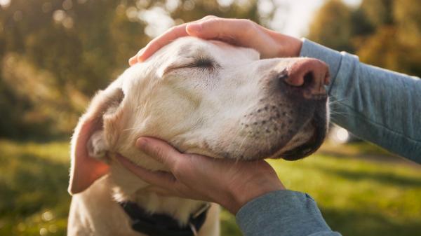 Juan Manuel Liquindoli, educador canino: “Cuando tu perro te huele, su cerebro activa la zona de recompensa” - Cómo el cerebro del perro reacciona al olor de su cuidador