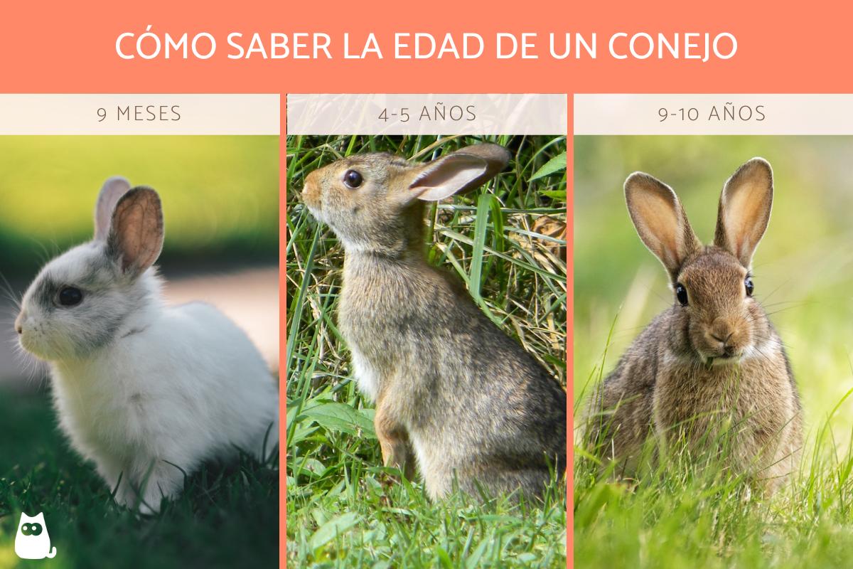 ¿Cómo saber la edad de un conejo?