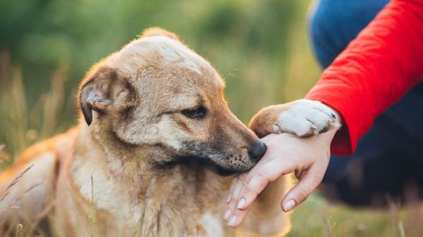 Juan Manuel Liquindoli, educador canino: “Cuando tu perro te huele, su cerebro activa la zona de recompensa” - El motivo por el que un perro no puede reconocer a su tutor cuando está lejos