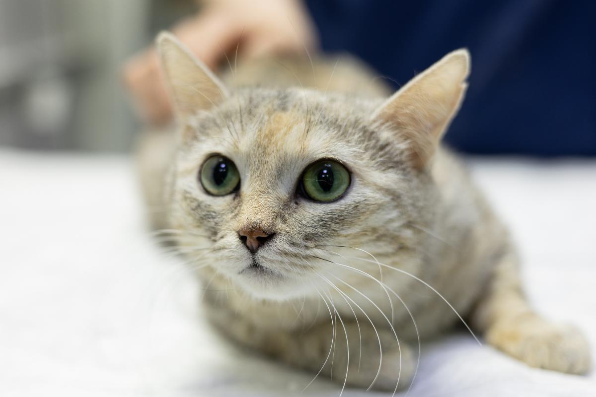 Flujo marrón en gatas: causas y tratamiento