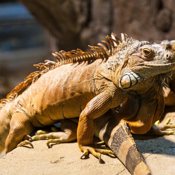 iguana verde completamente desarrollada