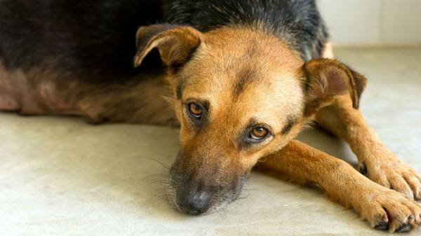 Juan Manuel Liquindoli, educador canino: “El lamido en perros no siempre es un ‘te quiero’, la mayoría de veces expresa incomodidad” - Más comportamientos de los perros que no significan lo que creemos