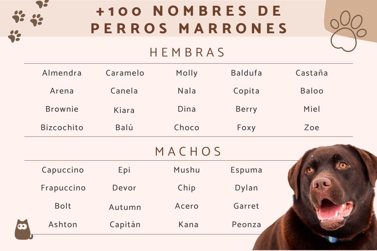 Nombres para perros marrones