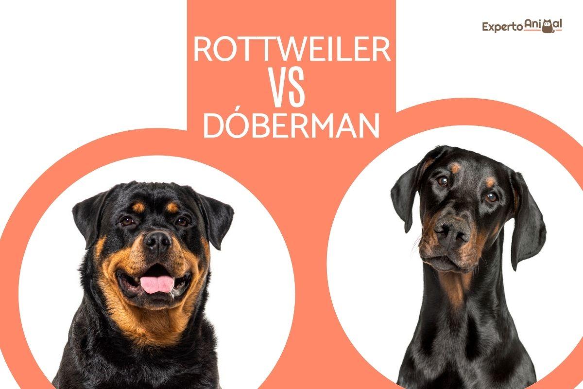 Diferencias entre el dóberman y el rottweiler