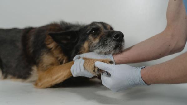 Manuel Liquindoli, educador canino: “Las experiencias que vive un perro influyen en cómo interpreta el presente” - Por qué algunas experiencias pueden marcar a un perro durante toda su vida