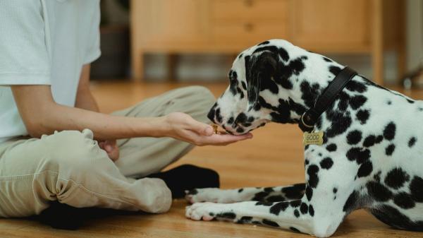 Manuel Liquindoli, educador canino: “Las experiencias que vive un perro influyen en cómo interpreta el presente” - Por qué los perros pueden reconocer a una persona incluso después de años sin verla