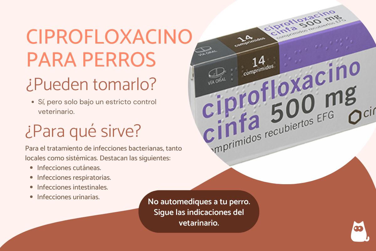 Ciprofloxacino para perros: dosis, usos y efectos secundarios