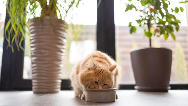 Mezclar su comida con agua: el truco de los veterinarios para hidratar a los gatos cuando hace calor - El sencillo truco de añadir agua al pienso cuando hace calor