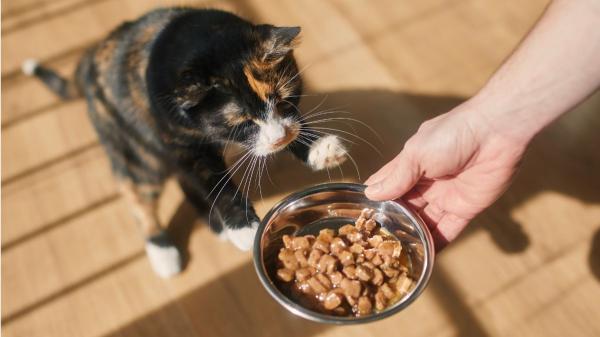 Mezclar su comida con agua: el truco de los veterinarios para hidratar a los gatos cuando hace calor - La alimentación mixta que los cuidadores de gatos deberían conocer