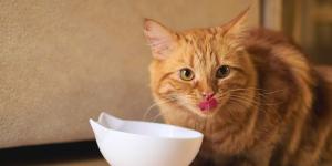 Mezclar su comida con agua: el truco de los veterinarios para hidratar a los gatos cuando hace calor
