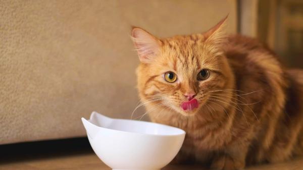 Mezclar su comida con agua: el truco de los veterinarios para hidratar a los gatos cuando hace calor