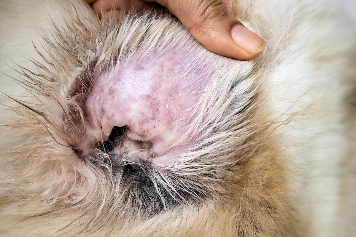 Mi perro tiene cera negra en los oídos - Causas y tratamientos