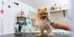 ¿Cómo montar una peluquería canina?