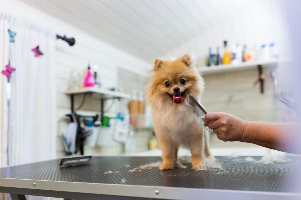 ¿Cómo montar una peluquería canina?