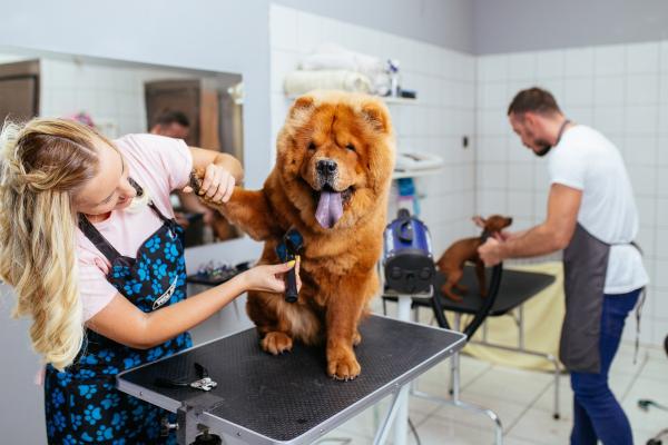 ¿Cómo montar una peluquería canina? - ¿Qué tener en cuenta para montar una peluquería canina?