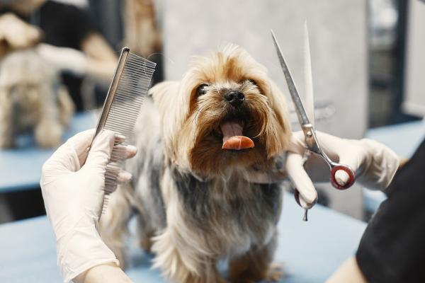 ¿Cómo montar una peluquería canina? - Requisitos para montar una peluquería canina