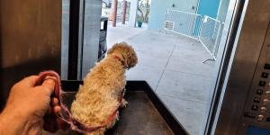 Ya es oficial: el perro Júpiter podrá subir al ascensor tras la decisión de la Corte Constitucional colombiana