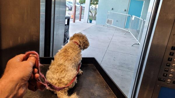 Ya es oficial: el perro Júpiter podrá subir al ascensor tras la decisión de la Corte Constitucional colombiana