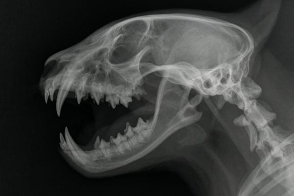 Gingivitis en gatos: síntomas, contagio y tratamiento - ¿Cómo se diagnostica la gingivitis en gatos?