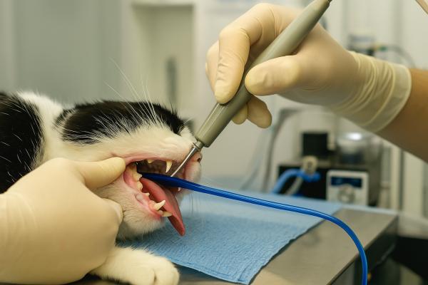 Gingivitis en gatos: síntomas, contagio y tratamiento - ¿Cómo se trata la gingivitis en gatos?