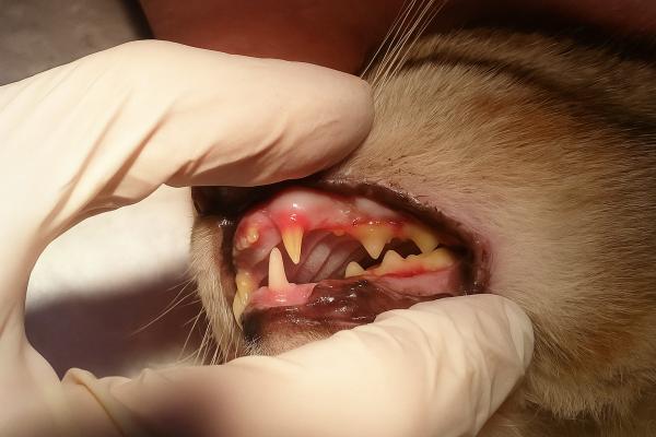 Gingivitis en gatos: síntomas, contagio y tratamiento - ¿Cuáles son los síntomas de gingivitis en gatos?