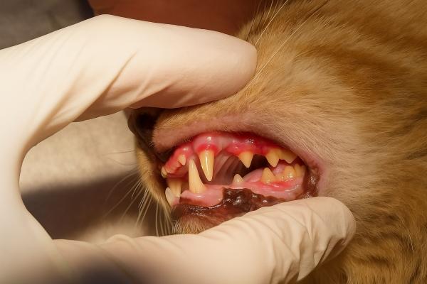 Gingivitis en gatos: síntomas, contagio y tratamiento