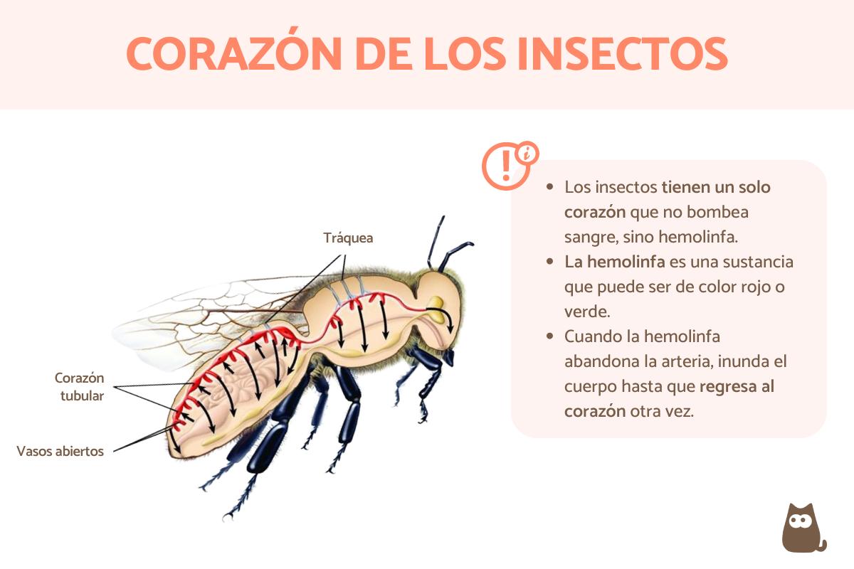 ¿Los insectos tienen corazón?