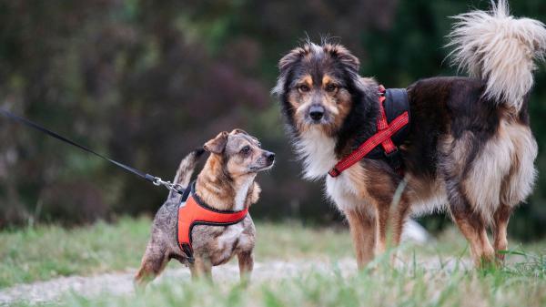 Víctor Padilla, adiestrador canino: “Si no puedes controlar a tu perro, no lo lleves suelto” - Ni de un perro ni del otro, la responsabilidad siempre recae en los cuidadores