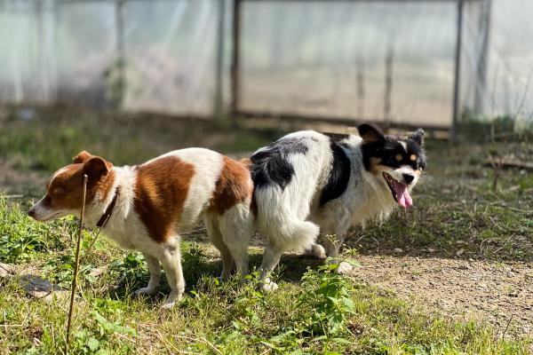 ¿Existe la pastilla del día después para perros?
