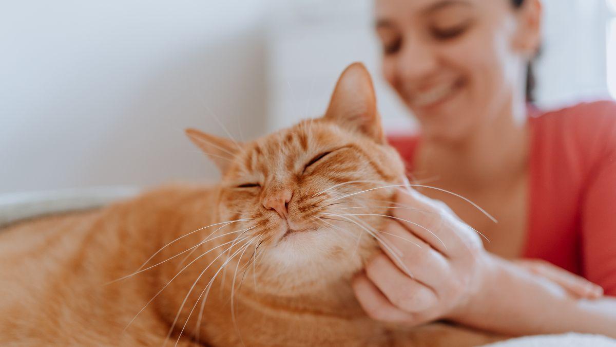 Los psicólogos coinciden: las personas que prefieren los gatos tienden a ser más curiosas, creativas y abiertas que las que eligen perros