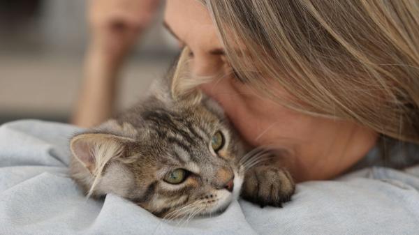 Los psicólogos coinciden: las personas que prefieren los gatos tienden a ser más curiosas, creativas y abiertas que las que eligen perros - Preferir los gatos también se relaciona con una mayor tendencia a la preocupación y la inseguridad