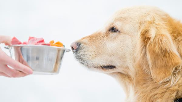 María L. Thomann, bióloga, aclara si la peste porcina podría afectar a tu mascota: "Se recomienda evitar que las mascotas circulen por áreas con brotes confirmados" - ¿Debemos preocuparnos por nuestras mascotas? La gran duda que genera la peste porcina