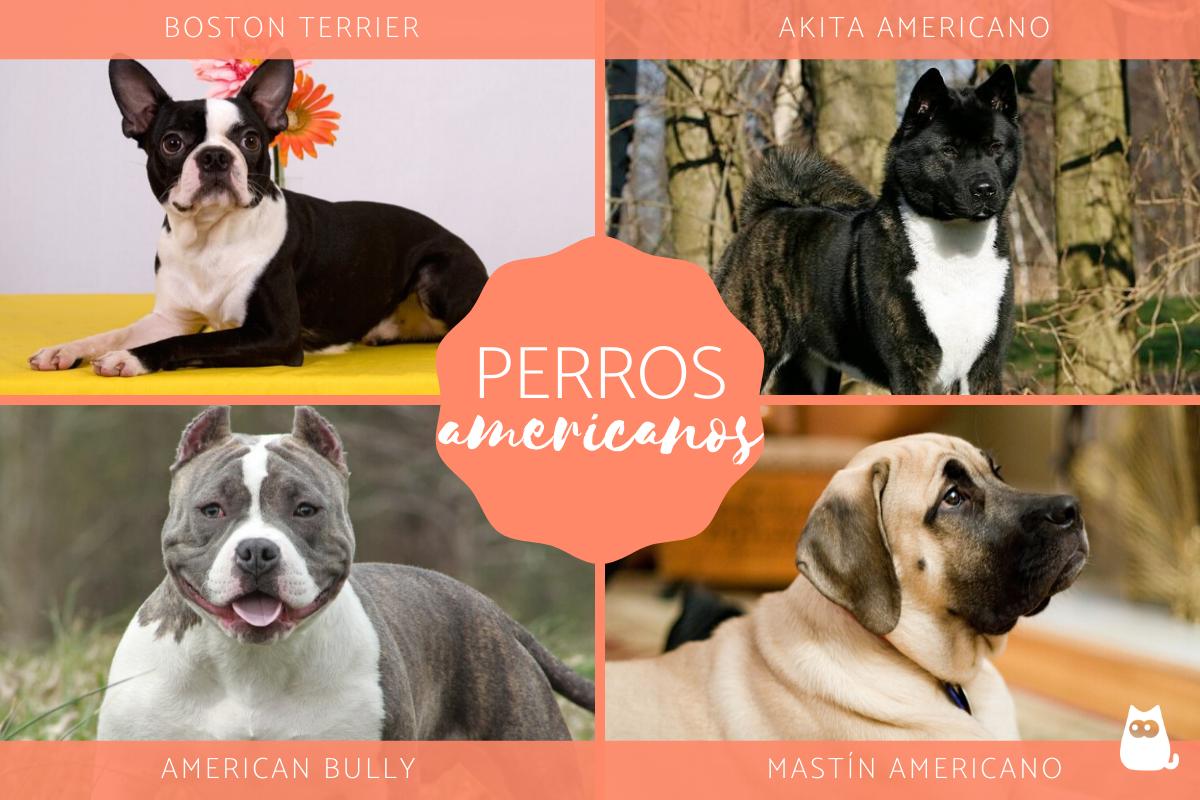 Razas de perros americanos