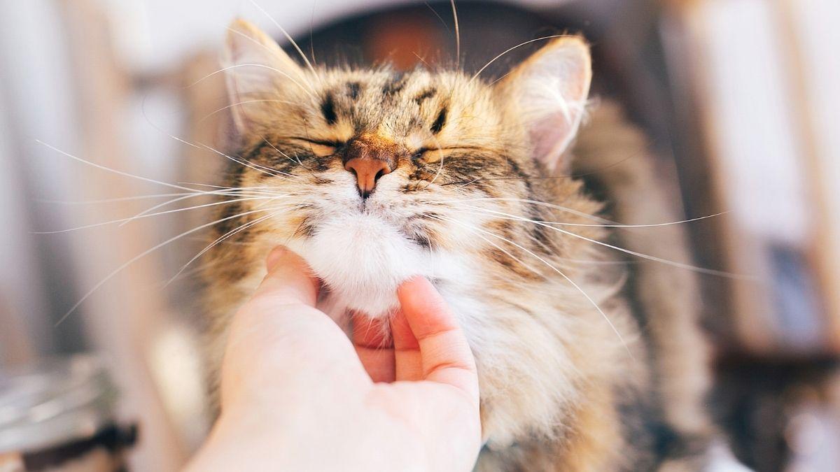 Cómo saber si tu gato envejece más rápido de lo normal: estas son las señales que te avisan y lo que significan realmente