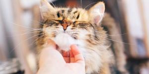 Cómo saber si tu gato envejece más rápido de lo normal: estas son las señales que te avisan y lo que significan realmente