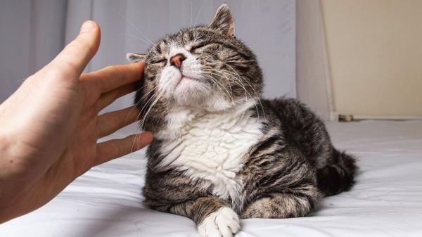 Cómo saber si tu gato envejece más rápido de lo normal: estas son las señales que te avisan y lo que significan realmente - Lo que puede hacer que tu gato envejezca más rápido sin que lo sepas