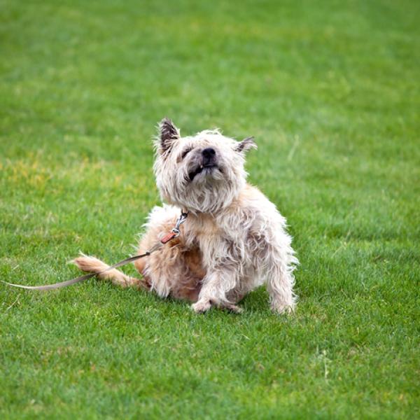 por qué mi yorkie se rasca tanto
