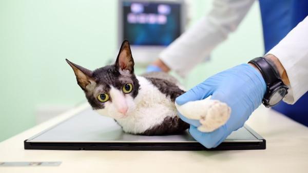 Si tu gato está perdiendo peso sin motivo, estas pueden ser las causas (y qué hacer) - Hipertiroidismo: cuando come más que nunca pero sigue adelgazando