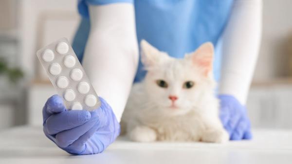 Si tu gato está perdiendo peso sin motivo, estas pueden ser las causas (y qué hacer) - Huéspedes inesperados: tu gato puede estar perdiendo peso porque tiene parásitos