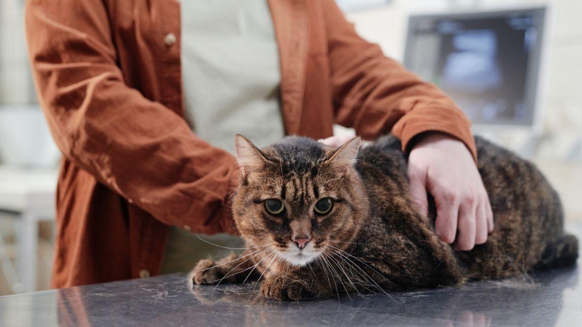Si tu gato está perdiendo peso sin motivo, estas pueden ser las causas (y qué hacer)