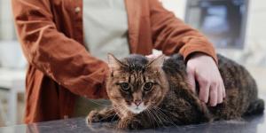 Si tu gato está perdiendo peso sin motivo, estas pueden ser las causas (y qué hacer)