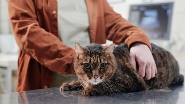 Si tu gato está perdiendo peso sin motivo, estas pueden ser las causas (y qué hacer)