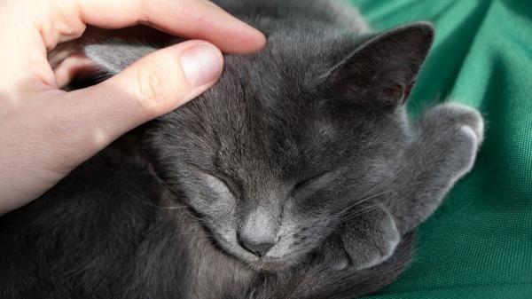 Si tu gato está perdiendo peso sin motivo, estas pueden ser las causas (y qué hacer) - Tu observación es su mejor defensa