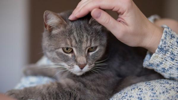 Si tu gato está perdiendo peso sin motivo, estas pueden ser las causas (y qué hacer) - ¿Vómitos ocasionales y pérdida de peso? Podría ser enfermedad inflamatoria intestinal